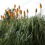 Kniphofia uvaria (Red Hot Poker) (Kniphofia uvaria (Red Hot Poker))