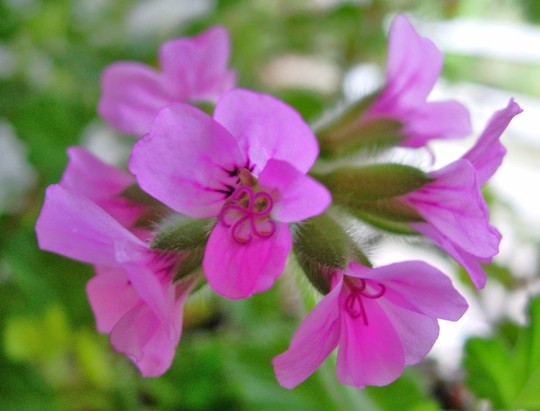 Scented Leaved Pelargonium