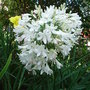 Agapanthus - white (Agapanthus campanulatus)