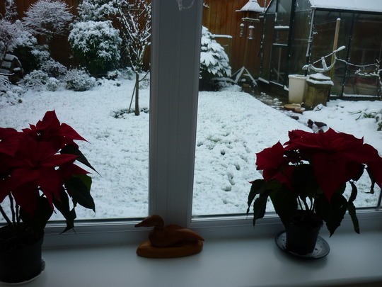 Poinsettias still o.k. in the conservatory.