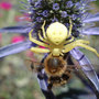 White Death crab spider on Sea Holly (Eryngium maritimum (Common Sea Holly))