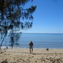 Casuarina equisetifolia ( Coastal She-Oak ) (Casuarina equisetifolia)
