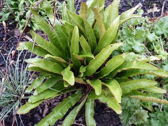 Asplenium scolopendrium angustifolium (Asplenium scolopendrium (Hart's tongue fern))