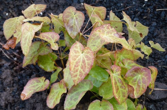 Epimedium 'Frohnleiten' for my records. Nice young foliage. (Epimedium x perralchicum (Barrenwort))