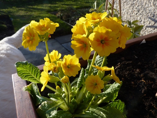 Little bedding Primula from my favourite nursery.