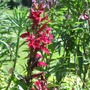 Lobelia__fan_burgundy__3