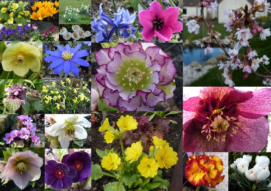 Spring Equinox Flowers