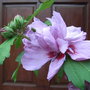 Hibiscus syriacus 'Lady Bracknell' - before (Hibiscus syriacus)