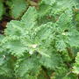 Teucrium scorodonia 'Crispum Marginatum' - foliage (Teucrium scorodonia 'Crispum Marginatum')
