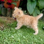 Little Ted 