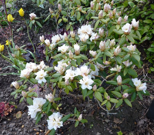 Dwarf Rhododendron #2 still nameless