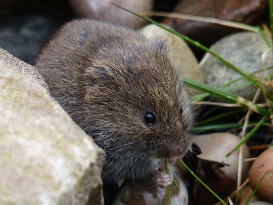 Munching on my grass! How cute is he? A Vole I think?