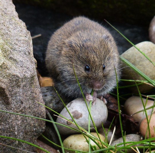 Munch, munch, munch!