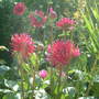 A garden flower photo