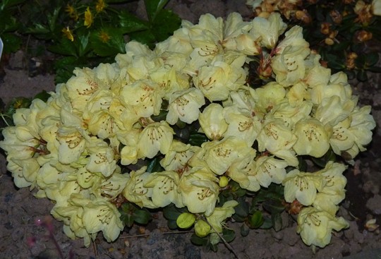 Rhododendron 'Wren' (Dwarf)