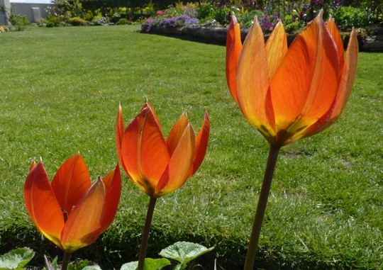 Tulipa whitallii - another species tulip. I love the colours in it. (tulip whitallii)