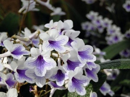 Streptocarpus 'Crystal Ice' (Streptocarpus)