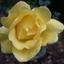 Rosa 'Mountbatten' (Rosa)