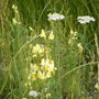 Yarow and Snapdragon