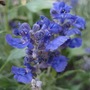 Blue salvia