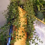 2008_0716june-july160092