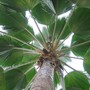 Pritchardia pacifica ( Fijian fan palm ) (Pritichardia pacifica)
