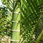 Ptychosperma macarthurii ( Macarthur palm ) (Ptychosperma macarthurii)
