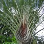 Neodypsi dicaryi ( Triangular Madagascar palm ) (Neodypsis dicaryi)