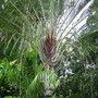 Neodypsi dicaryi ( Triangular Madagascar palm ) (Neodypsis dicaryi)