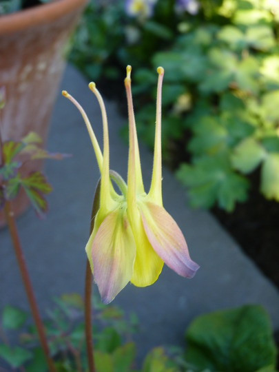 Aquilegia longissima (Aquilegia longissima (Longspur Columbine))