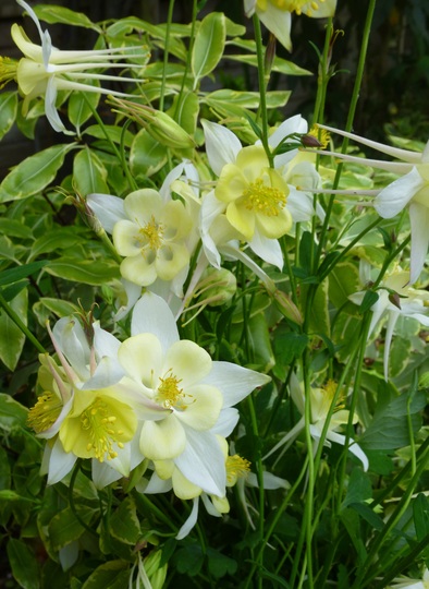 Aquilegia cream/yellow
