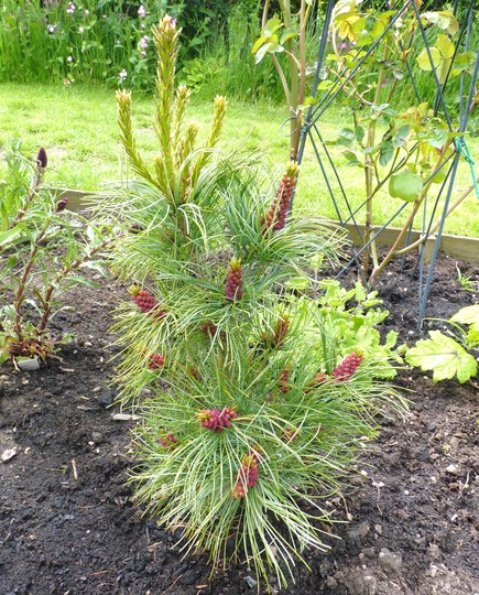 Pinus parviflora 'Bergman'