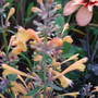 Agastache__apricot_sprite_2_