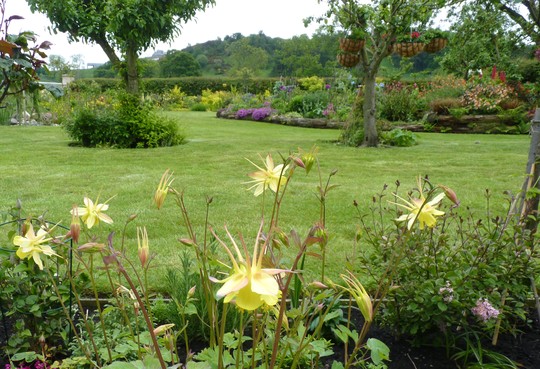Aquilegia chrysantha 'Yellow Queen' (Aquilegia chrysantha (Golden Columbine))