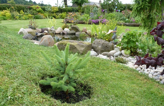 Picea pungens 'Super Blue' - Colorado Blue Spruce