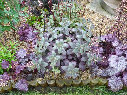 Sedum 'Purple Emperor'