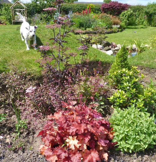 Molly inspecting....Heuchera 'Indian Summer Cranberry' (Heuchera)
