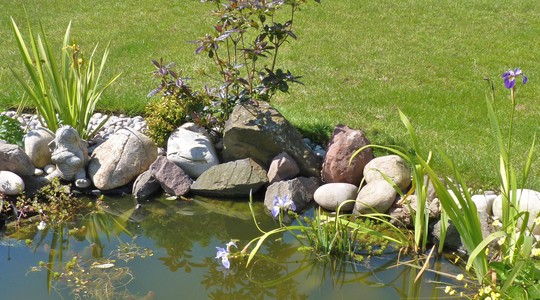 Three Iris at the pond....
