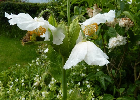 Finally, a decent pic. of white poppy!