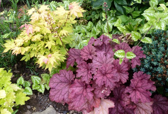 Heuchera 'Fire Chief'