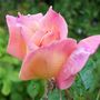 A garden flower photo