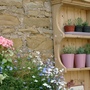Old pine shelves.
