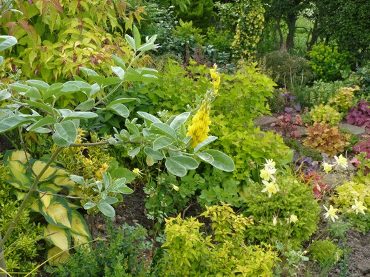 Pineapple Broom flower with backdrop of Heuchera Corner