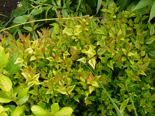 Abelia for my records (Abelia x grandiflora (Abelia))