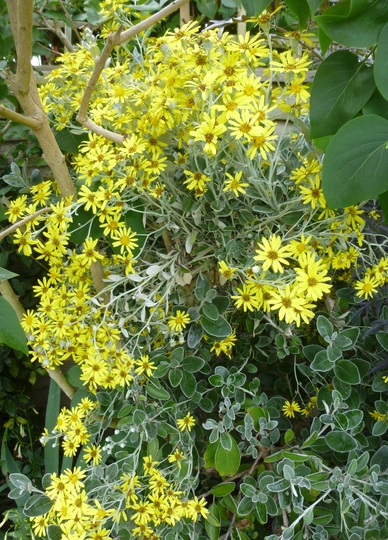 Brachyglottis 'Sunshine' (Shrubby Ragwort) (Brachyglottis compacta (Senecio))
