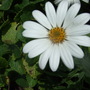 Osteospermum 'White Pixie' (Osteospermum jucundum)