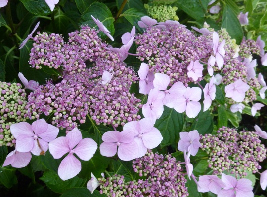 Lace Cap Hydrangea