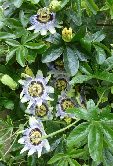 Passion flower (Passiflora caerulea (Passion flower))