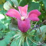 Clematis_texensis__gravetye_beauty_
