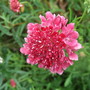 Scabiosa atropurpurea (Pincushion flower)